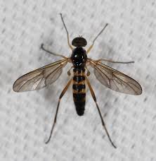 Attēlu rezultāti vaicājumam “Xylophagidae”