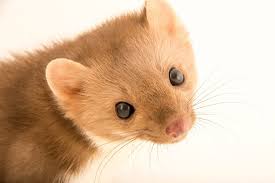 Attēlu rezultāti vaicājumam “Martes foina”