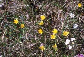 Attēlu rezultāti vaicājumam “Saxifraga hirculus flower”