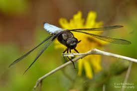 Attēlu rezultāti vaicājumam “Libellula depressa male”