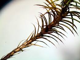 Attēlu rezultāti vaicājumam “Polytrichum juniperinum”