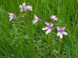 Attēlu rezultāti vaicājumam “Erodium cicutarium”