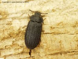 Attēlu rezultāti vaicājumam “Grynocharis oblonga”