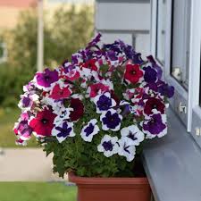 Image result for Petunie