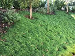 Attēlu rezultāti vaicājumam “Festuca rubra subsp. rubra fruit”