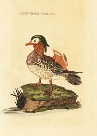 Attēlu rezultāti vaicājumam “Aix galericulata”