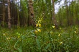 Attēlu rezultāti vaicājumam “Melampyrum sylvaticum flower”