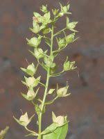 Attēlu rezultāti vaicājumam “Veronica anagallis-aquatica leaf”