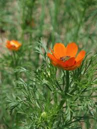 Image result for Adonis aestivalis