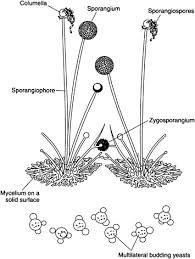 Attēlu rezultāti vaicājumam “Cribraria piriformis spores”