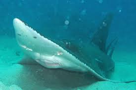 Image result for Rhynchobatus australiae