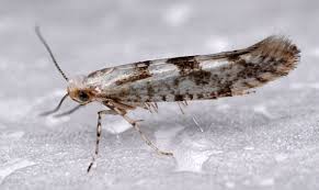 Attēlu rezultāti vaicājumam “Argyresthiidae”