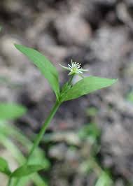 Attēlu rezultāti vaicājumam “Stellaria uliginosa”