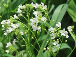 Attēlu rezultāti vaicājumam “Armoracia rusticana flower”