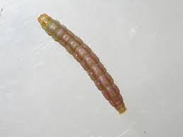 Attēlu rezultāti vaicājumam “Carpatolechia alburnella”