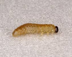 Attēlu rezultāti vaicājumam “Pontania proxima”