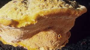 Attēlu rezultāti vaicājumam “Hapalopilus croceus”