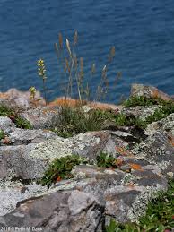 Attēlu rezultāti vaicājumam “Epirhoe tristata”