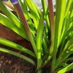 Attēlu rezultāti vaicājumam “Muscari botryoides leaf”