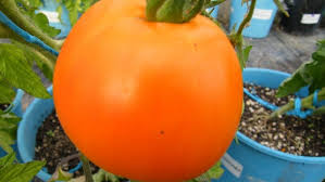 Afbeeldingsresultaat voor CDB tomato