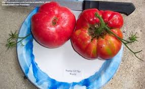 Afbeeldingsresultaat voor stump of the world tomato