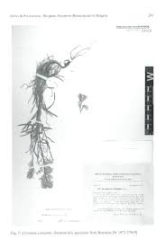 Attēlu rezultāti vaicājumam “Erysimum hieracifolium fruit”