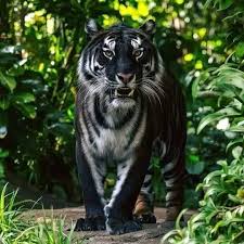 Kuvahaun tulos haulle tigers