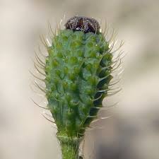 Attēlu rezultāti vaicājumam “Papaver argemone fruit”
