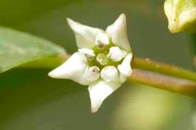 Attēlu rezultāti vaicājumam “Frangula alnus flower”