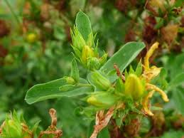 Attēlu rezultāti vaicājumam “Hypericum perforatum leaf”