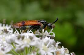 Attēlu rezultāti vaicājumam “Arge ustulata”