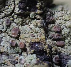 Attēlu rezultāti vaicājumam “Trapeliopsis flexuosa”