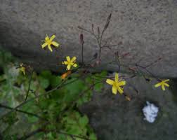 Attēlu rezultāti vaicājumam “Mycelis muralis leaf”