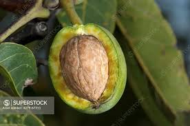 Attēlu rezultāti vaicājumam “Juglans regia fruit”