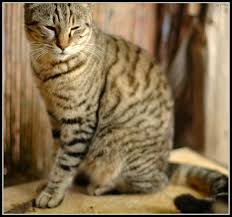 Attēlu rezultāti vaicājumam “Felis silvestris catus”