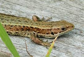 Attēlu rezultāti vaicājumam “Lacerta vivipara”