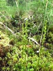 Attēlu rezultāti vaicājumam “Hammarbya paludosa leaf”