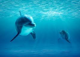 Image result for Durley Dolphin Diver