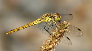 Attēlu rezultāti vaicājumam “Sympetrum vulgatum male”