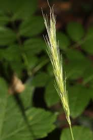 Attēlu rezultāti vaicājumam “Hordelymus europaeus leaf”