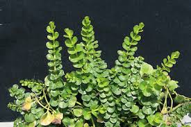 Attēlu rezultāti vaicājumam “Lysimachia nummularia leaf”