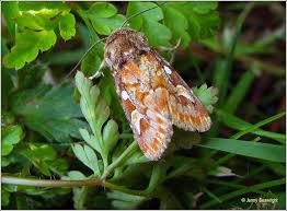 Attēlu rezultāti vaicājumam “Panolis flammea”