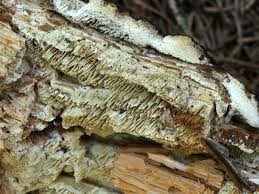 Attēlu rezultāti vaicājumam “Antrodia sinuosa”