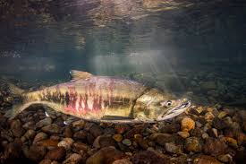 Image result for Oncorhynchus keta