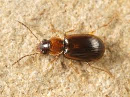 Attēlu rezultāti vaicājumam “Acupalpus flavicollis”