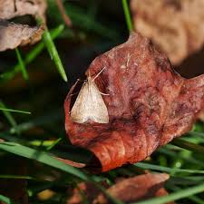 Attēlu rezultāti vaicājumam “Mollisia uda”