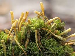 Attēlu rezultāti vaicājumam “Ulota crispa sporophyte”