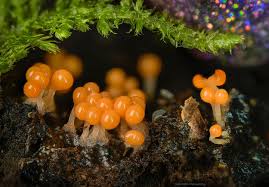 Attēlu rezultāti vaicājumam “Hemitrichia decipiens spores”