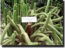 Image result for Cactaceae