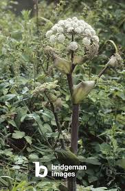 Image result for Angelica silvestris